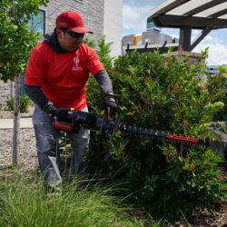 Hedge Trimmer