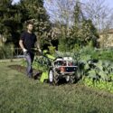 Grillo G110 Rotary Hoe/Walk Behind Tractor - on vegetable patch