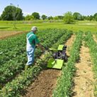 Grillo G55 Rotary Hoe/Walk Behind Tractor in crop row