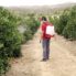 Pulmic Pegasus 15 Electri hand sprayer applying spray to fruit trees